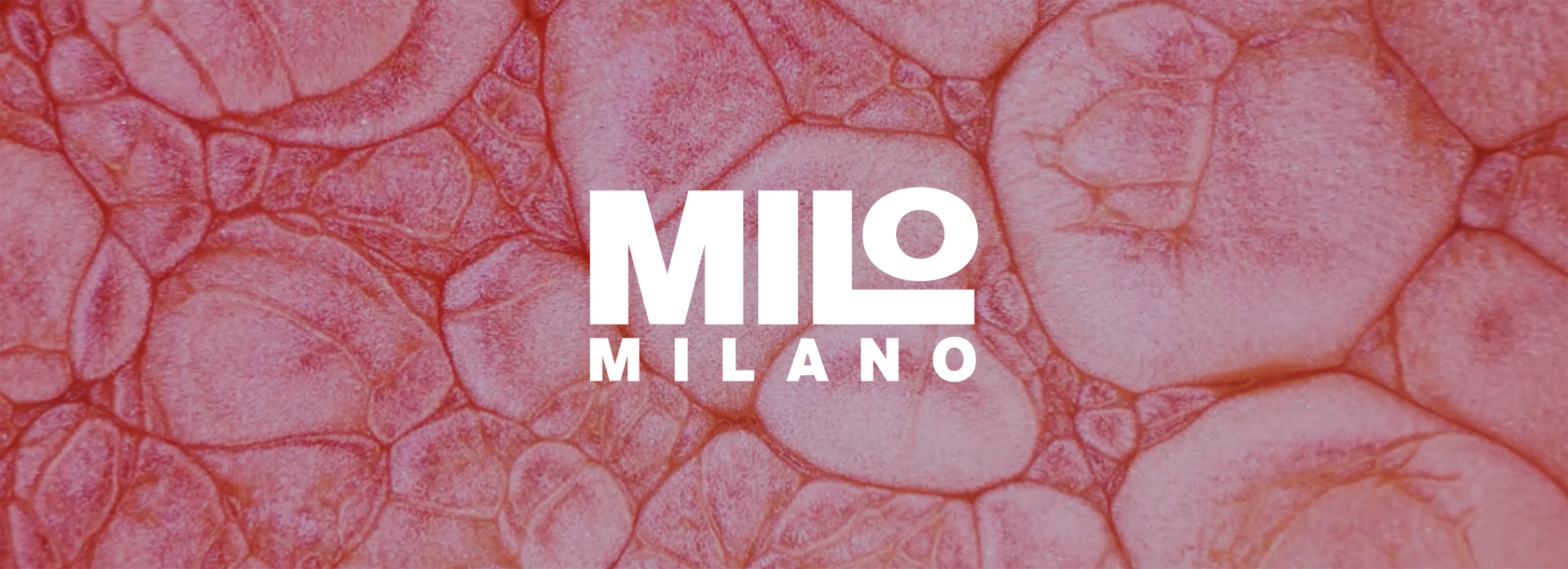 Milo Cover